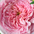 Roz - Trandafir englezesti - Ausbite